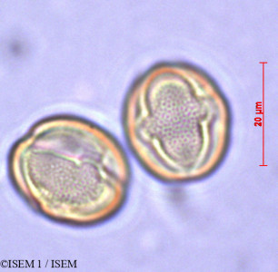 ISEM 1/Anagallis_monelli_29278/Anagallis_monelli_29278_0001(copy)_thumb.jpg